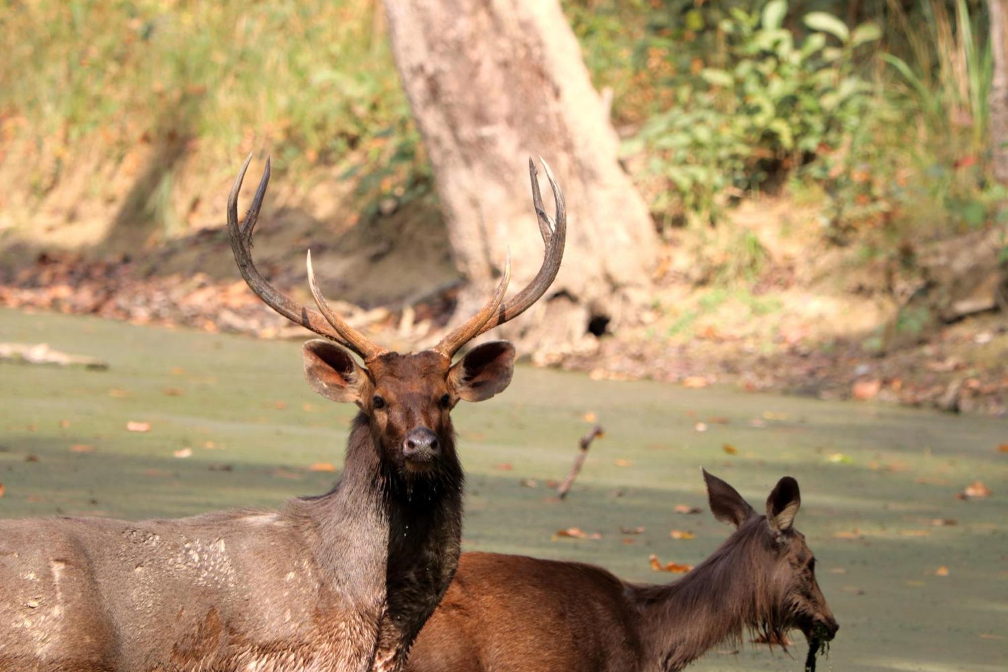 Mr. B'S Place Bardiya Экстерьер фото