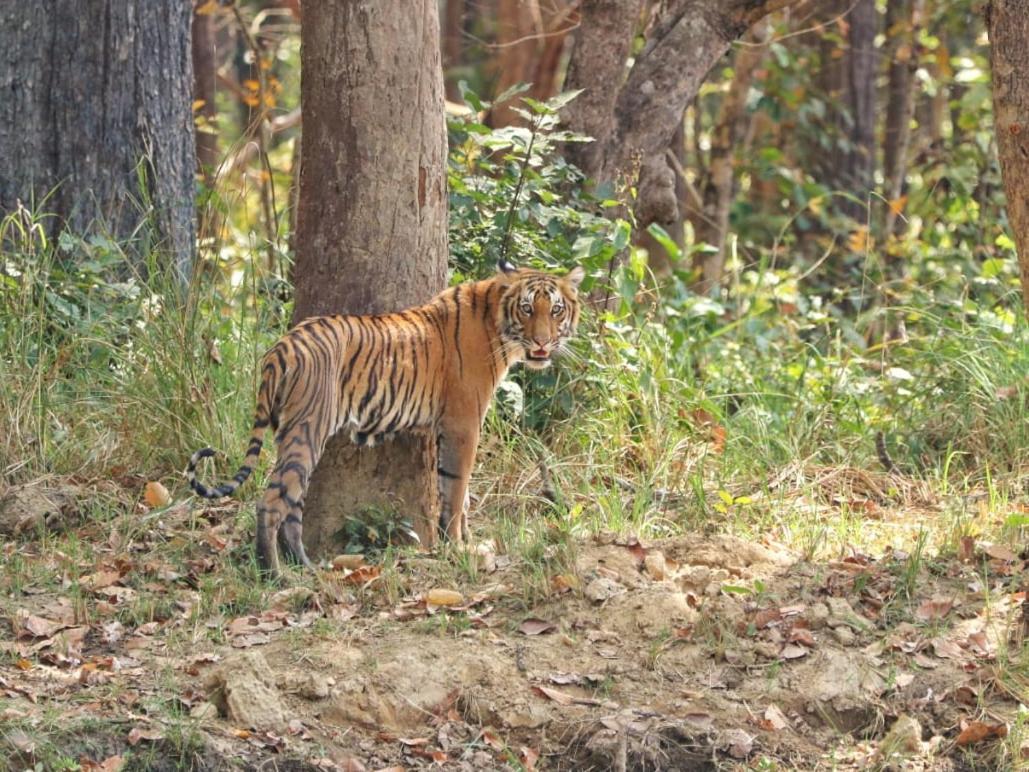 Mr. B'S Place Bardiya Экстерьер фото