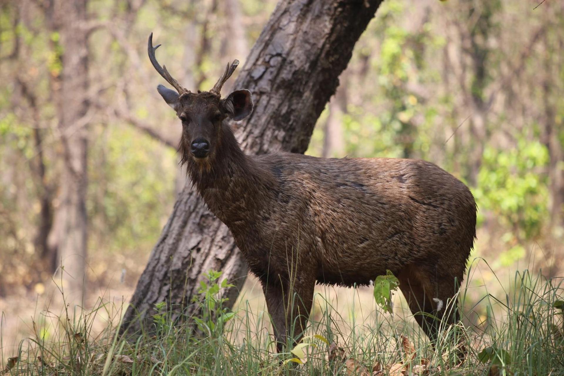 Mr. B'S Place Bardiya Экстерьер фото